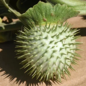 dhatura20fruit